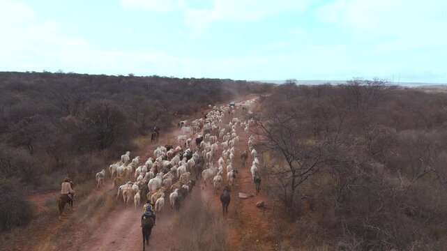 Cowboys drive cattle with skill, guiding the herd on horseback and preserving an ancestral tradition.