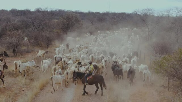 Cowboys drive cattle with skill, guiding the herd on horseback and preserving an ancestral tradition.