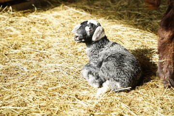 Fototapeta premium An absolutely adorable baby goat resting on a pile of hay inside a cozy barn environment