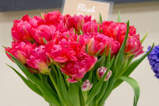 Bouquet of fresh rich pink peony-shaped tulips. Flowers as a gift.