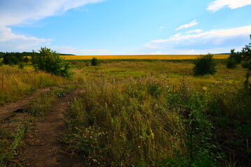 A country road with sprouted grass, stretching towards the horizon with a blue sky.