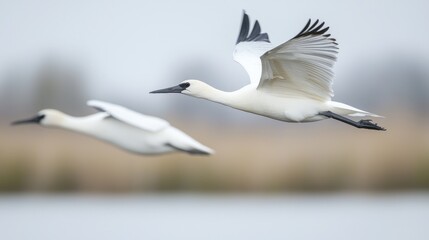 Fototapeta premium Eurasian spoonbills flying over wetlands