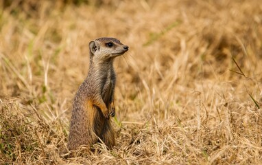A meerkat stands upright in a dry grassland, its alert posture and keen eyes scanning the horizon for potential threats, embodying the vigilant nature of these social mammals