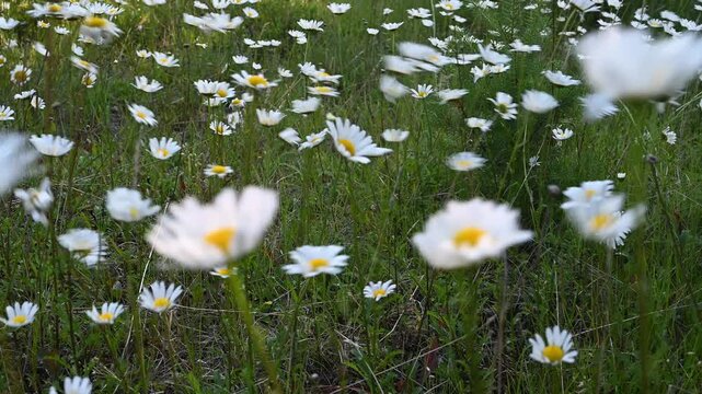 Close-up of white Shasta daises blowing in a strong wind
