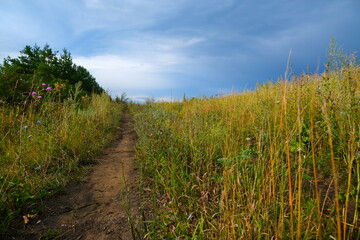 A country road with sprouted grass, stretching towards the horizon with a blue sky.