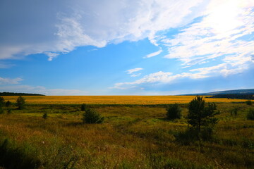 A country road with sprouted grass, stretching towards the horizon with a blue sky.