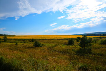 Obraz premium A country road with sprouted grass, stretching towards the horizon with a blue sky.