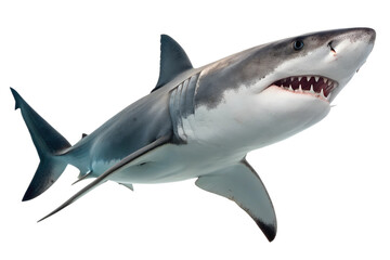 shark isolated on white background