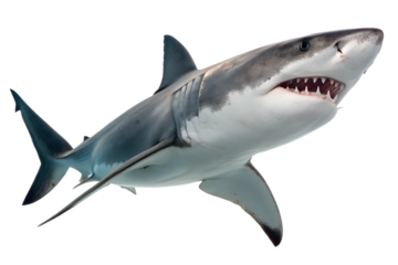 shark isolated on white background