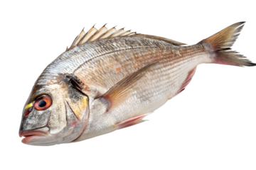 fresh bream fish isolated on white background