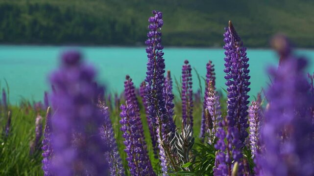 Purple Lupin Flowers Swaying in the Wind at Lake Tekapo, New Zealand &ndash; Scenic Nature Footage
