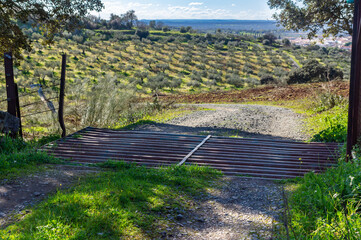 Serene Agricultural Landscape: Rural road with a cattle grid descending into an olive valley.