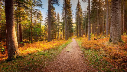 Fototapeta premium trail within the wooded area long trail within the autumn coniferous wild wooded area within the fall spruce and pine historical past