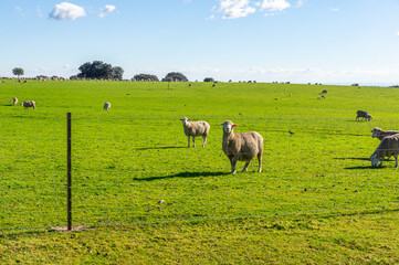 Fototapeta premium Curious Merino sheep: peace and serenity in the green meadow.