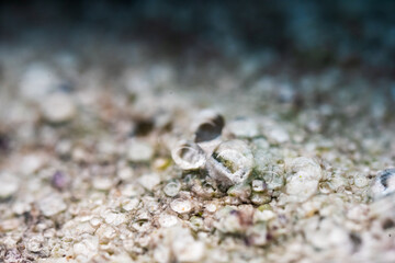 vibrant lichen on weathered rock surface.