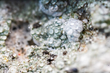 vibrant lichen on weathered rock surface.