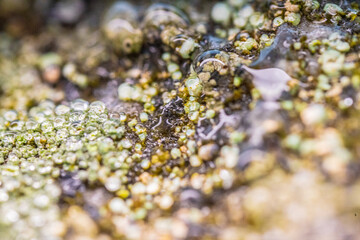 vibrant lichen on weathered rock surface.