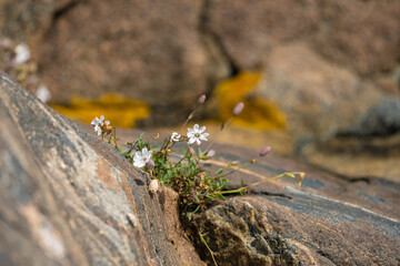 White flowers growing from a crack in a rock.