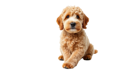 dog isolated on white background
