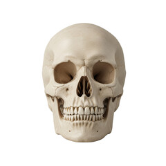 human skull, PNG, skull model, medical, human anatomy, skull shape, education, biology, bones of the head cutout
