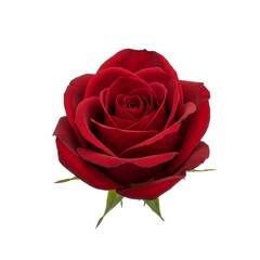 red rose isolated on transparent background, PNG,flower, rose, red petals, nature, bloom, floral, vibrant, romantic, love