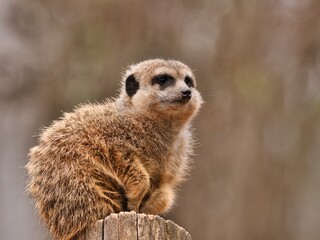 Portrait of suricata meerkat outdoors on the wood