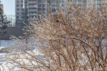 The branches of bushes with snow in winter