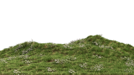 Landscape Grass and Chamomile Flower no background 