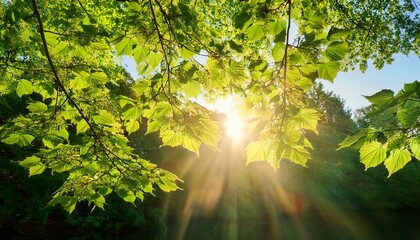 Fototapeta premium sunshine filtered through tree leaves