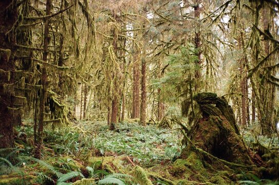 A Walk Through the Pacific Northwest - Powered by Adobe