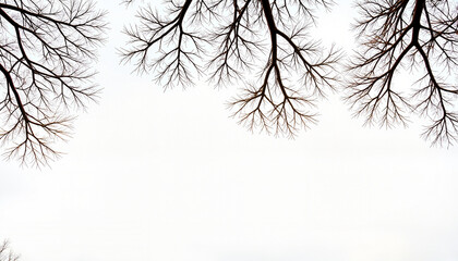 Fototapeta premium Black and white close-up of bare tree branches silhouetted against a white sky