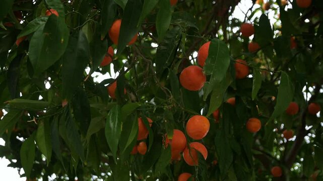 Mandarins and citrus fruits hanging on branches in a lush orchard. Traditional fruit farming at its finest, showcasing harvesting winter fruits and orange picking in an orchard.