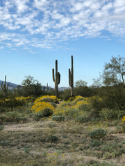 cactus in the desert