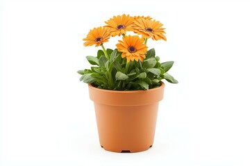 Small orange flower pot with a single flower in it