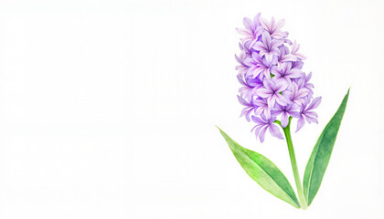 Fototapeta premium Watercolor hyacinth flower with green leaves