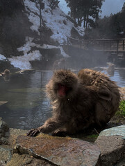 Snow Monkey Relaxing in Hot Spring, Nagano, Japan