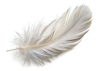 feather isolated on white background