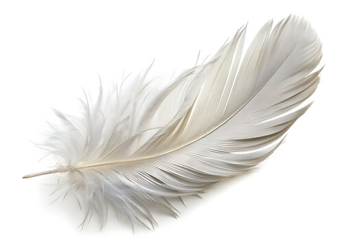 Fototapeta feather isolated on white background