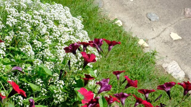 White Alyssum flowers, Sweet Alice Lobularia Maritima on home garden. Summer hot windy day. Courtyard	