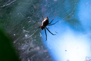spider on a web