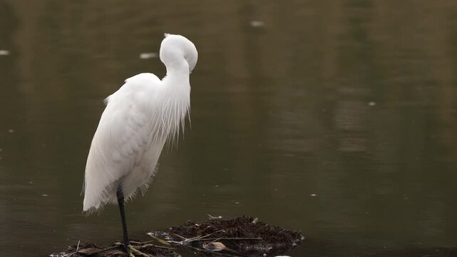  A little egret (Egretta garzetta) preening its feathers.