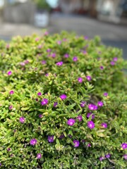 Obraz premium flowers in the garden