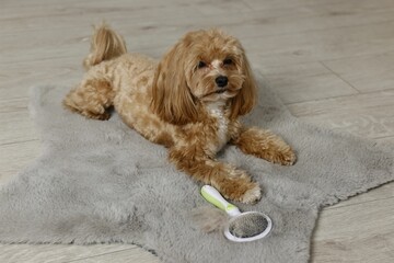 Cute dog and brush with pet's hair on floor indoors