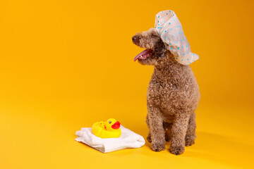 Cute dog with shower cap, towel and bath ducks on orange background, space for text