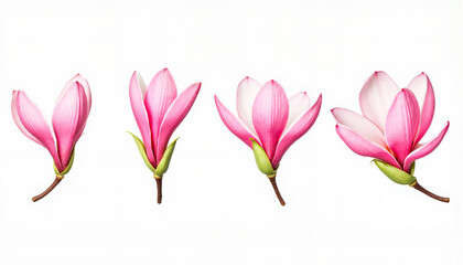 Four pink magnolia flowers on white background