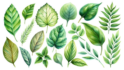 Fototapeta premium green leaves isolated on white