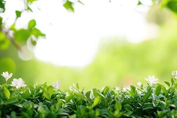 Obraz premium Vibrant green foliage with delicate white flowers captured in a serene garden setting during daylight. Generative AI