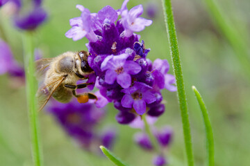 A bumblebee collects nectar from a vibrant purple lavender flower. The macro shot highlights the bee’s fuzzy body, delicate wings, and intricate floral details.