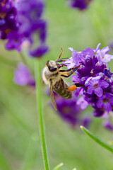 A honeybee gathers nectar from a vibrant purple lavender flower. The macro shot highlights the bee’s delicate wings, fuzzy body, and intricate floral structure.