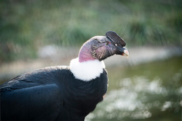 ANDEAN CONDOR - Vultur gryphus in the zoo	